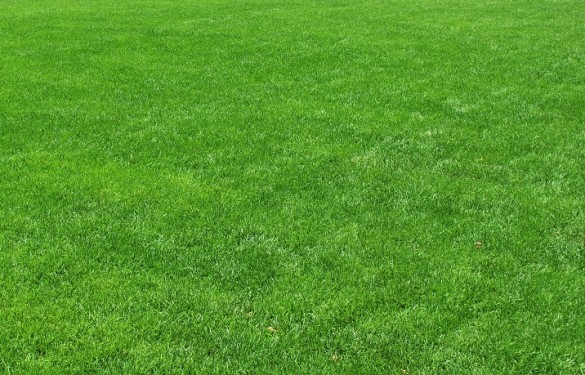 graszoden laten leggen